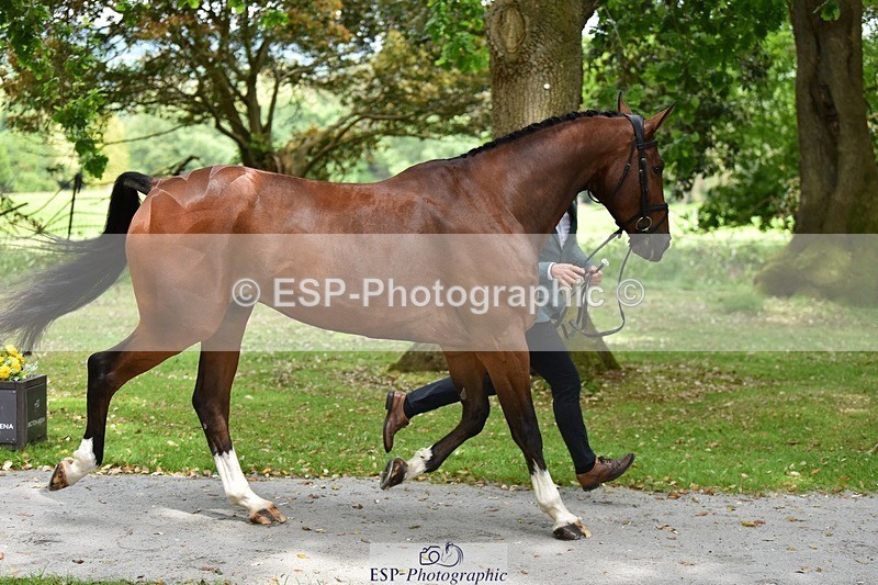 240522-150110-00047 - 352-SHANNONDALE_ALDO-Alexander_Bragg