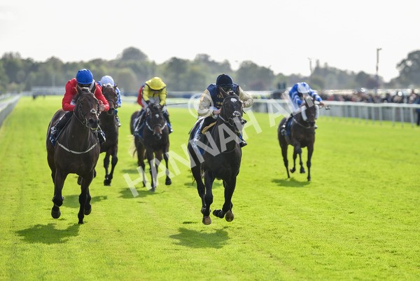 141023-Race 1-Purosangue-0531 - Race 1 1.15pm Coral Rockingham Stakes