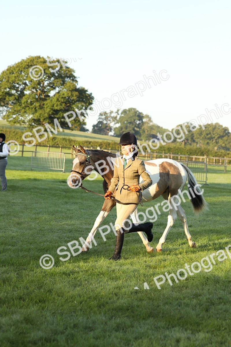 SBM_57830 - S42 - Youngstock