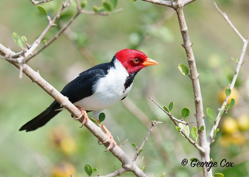 Cardinal 1