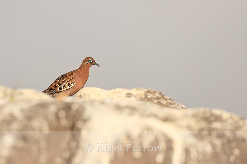 Galapagos Dove & guano-covered rocks, Espanola, Galapagos - Galapagos Dove