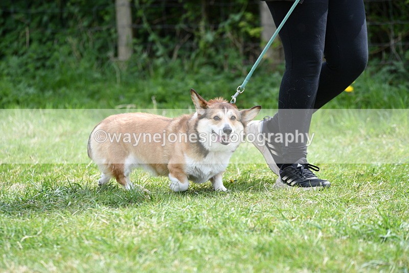 WJ5_9625 - Class 3 Most Handsome Dog