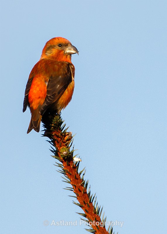 Astland Photography, Bird and Wildlife Images, Susan and Peter Wilson, U.K