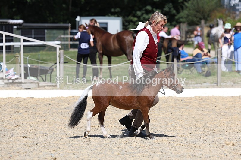 3E7A9462 - Class 30: Mnititature Horse