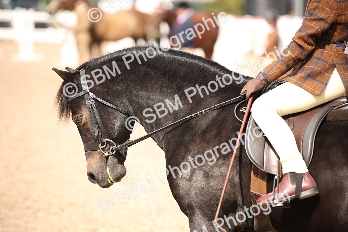 SBM_03779 - Class 19 Judge's Favourite