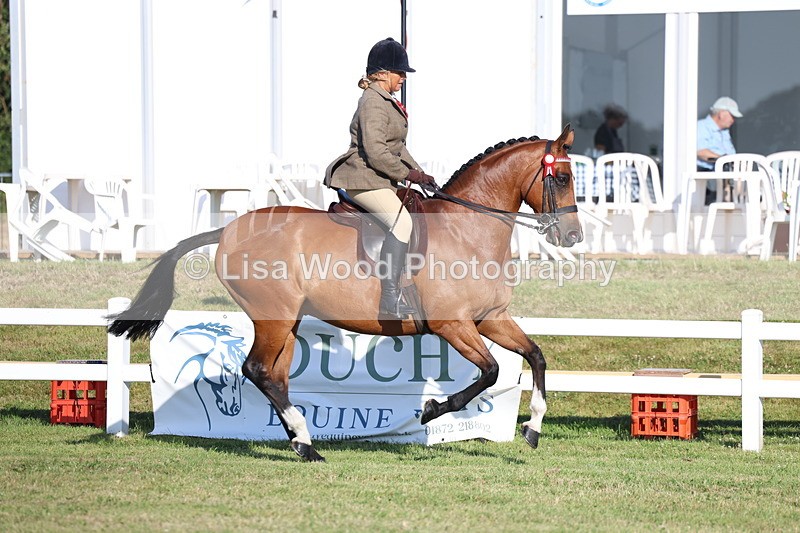3E7A4989 - Class 1: Rising Star Small Hack/Riding Horses