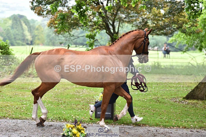 240522-165024-01192 - 263-CHILLI_MORNING_IV-Gemma_Stevens