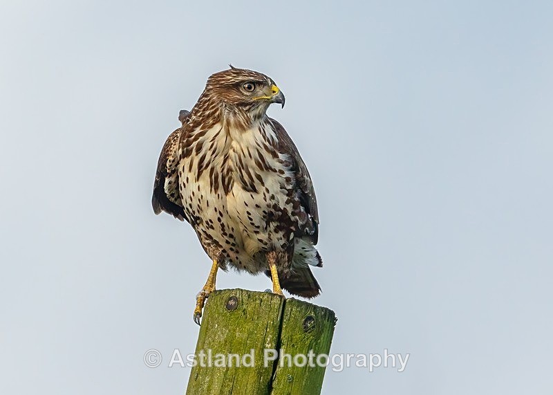 Astland Photography, Bird and Wildlife Images, Susan and Peter Wilson, U.K.