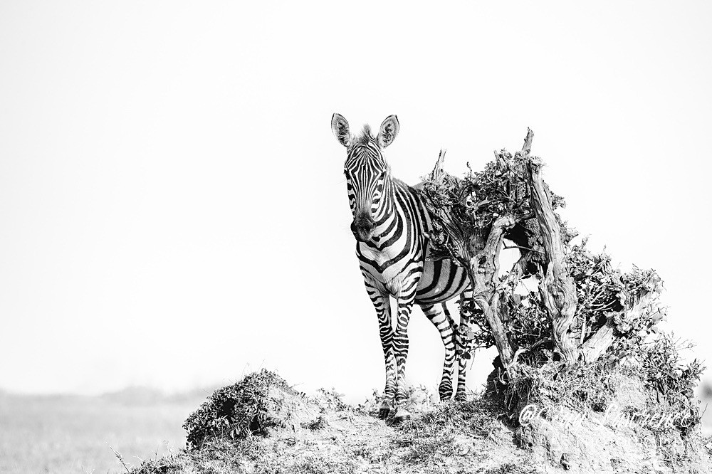 The Scratching Post_RLP141102 - Wildlife Fine Art