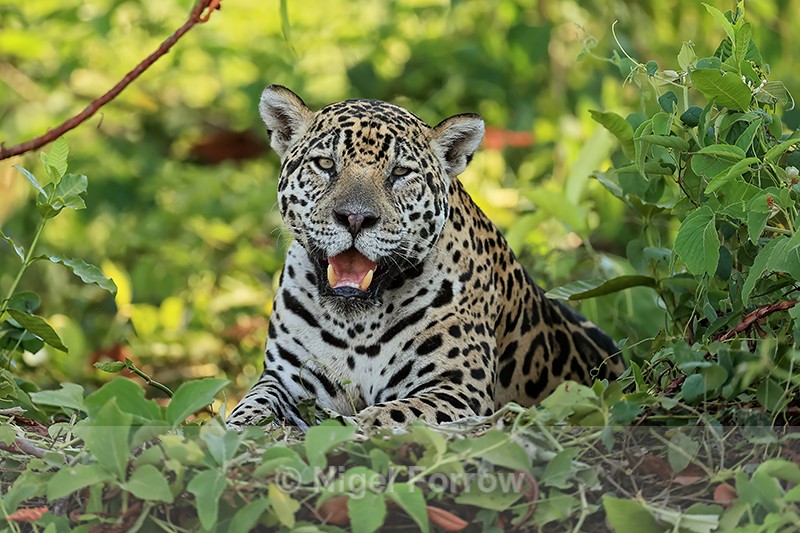 Adult female Jaguar on river bank, Mato Grosso, Brazil - Jaguar