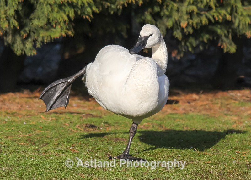 Astland Photography, Bird and Wildlife Images, Susan and Peter Wilson, U.K.