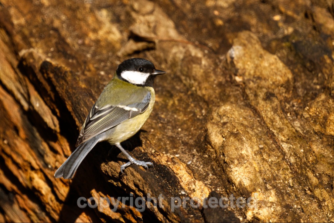 Great Tit - Lackford Lakes - Suffolk - Birds