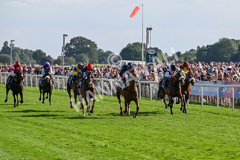 220826-Race 6-Sale Shark-1524 - Race 6 16.45pm Julia Graves Roses Stakes