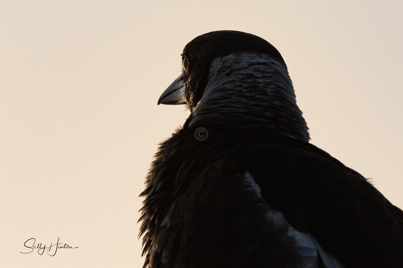 Maggies View - Magpies
