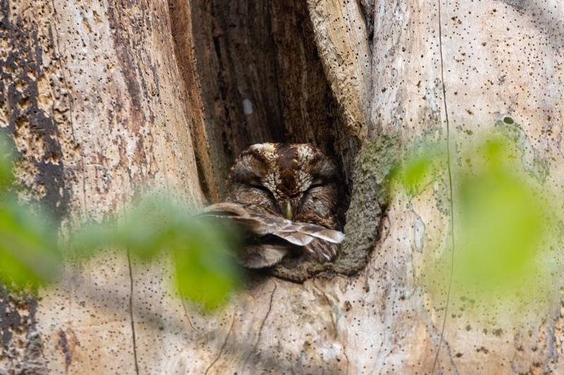 Tawny owl nesting in a dead tree.  ref 1073 - macro and nature.