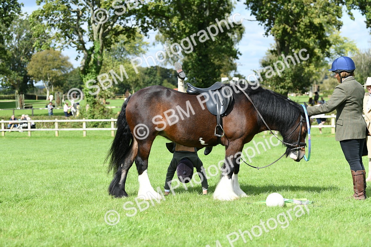 SBM_46918 - S12 - Family Horse & Pony