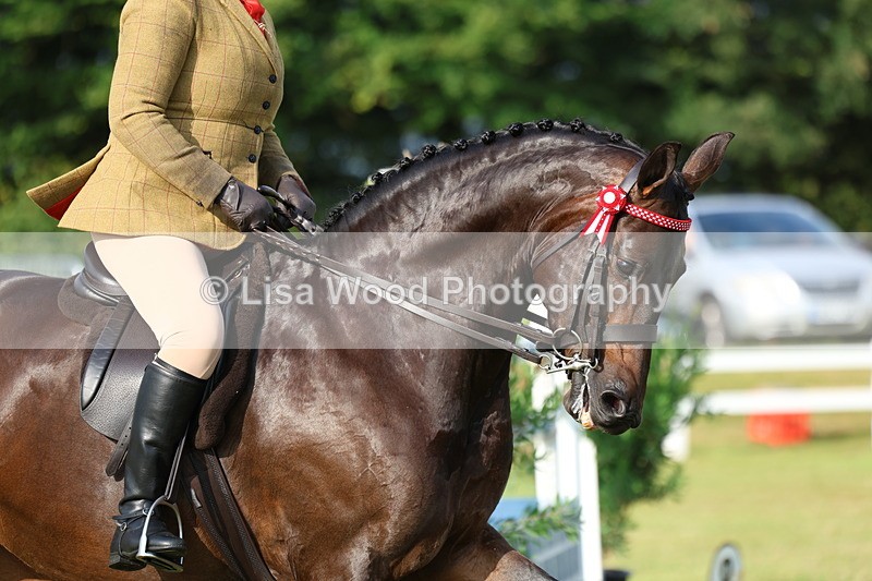 3E7A7854 - Class 1: Rising Star Small Hack/Riding Horses