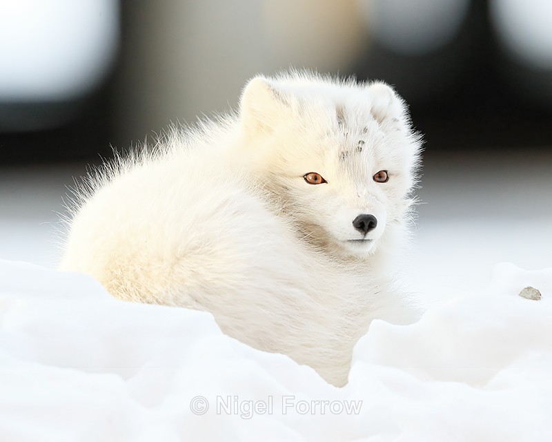 Arctic Fox curled up, Svalbard, Norway - Arctic Fox