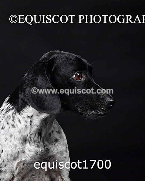 equiscot1700 - TAM