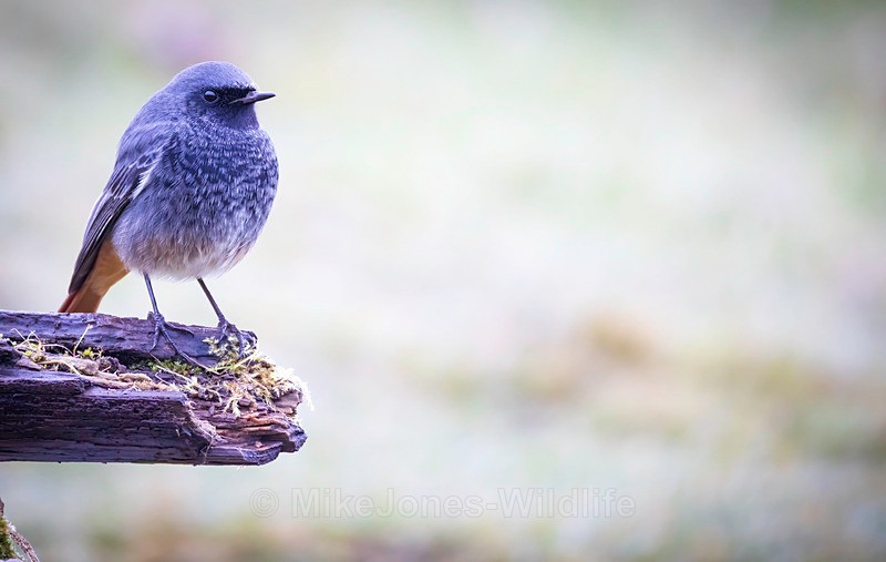 Black Redstart (Male) - REDSTARTS 2025