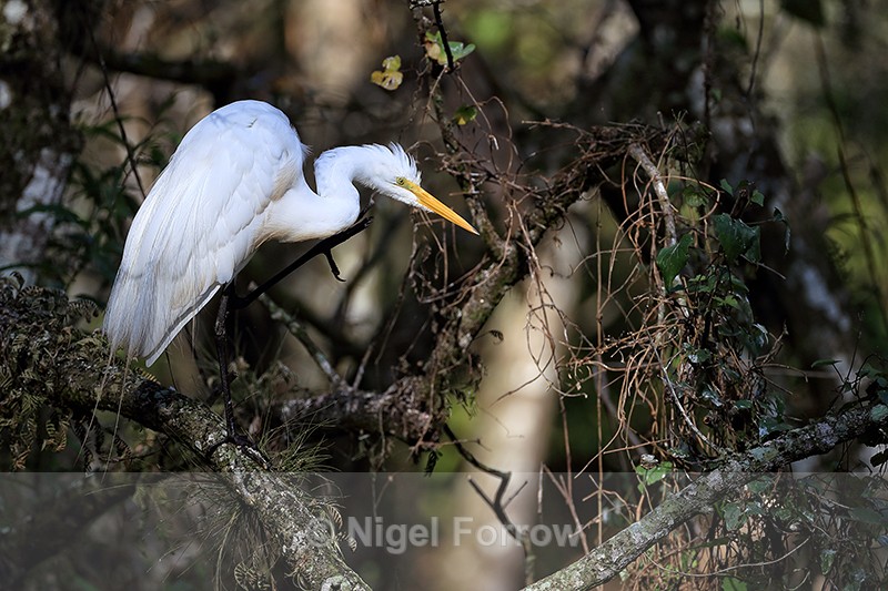 Great Egret scatching, Corkscrew Swamp, Florida - Great Egret