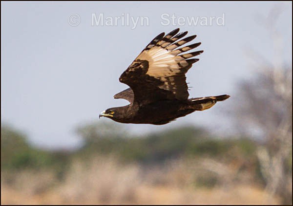 Long-crested eagle in flight - Kenya, Tsavo East