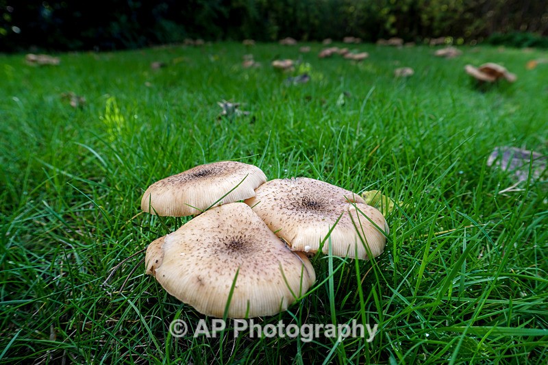 Armillaria mellea - (Honey fungus) - ACP04871-2 - Fungi
