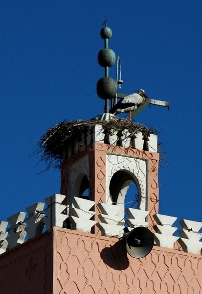 Sacred Nesting - Marrakesh I