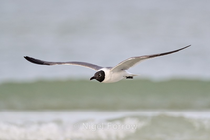 Laughing Gull in flight, Fort De Soto Park, Florida - Laughing Gull