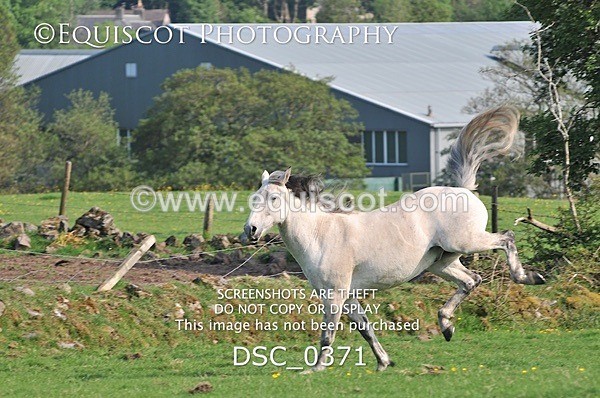 DSC_0371 - ARCHIVE REQUEST - Quincy and Guinness