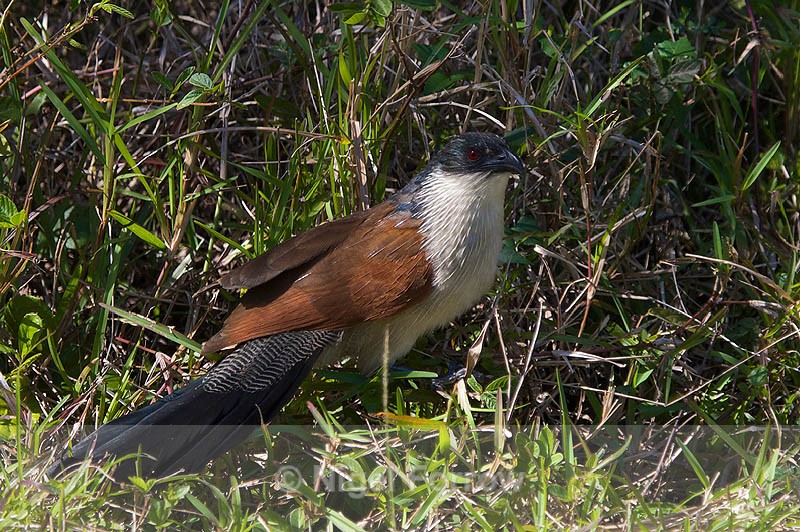 Burchell's Coucal on the ground - Burchell's Coucal