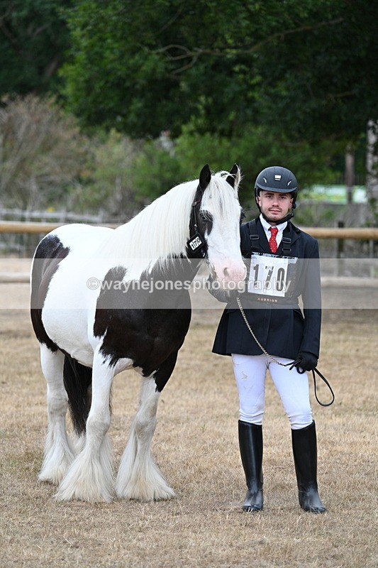 WJ7_9481 - Class 5 Most Handsome Gelding (up to 14.2hh)