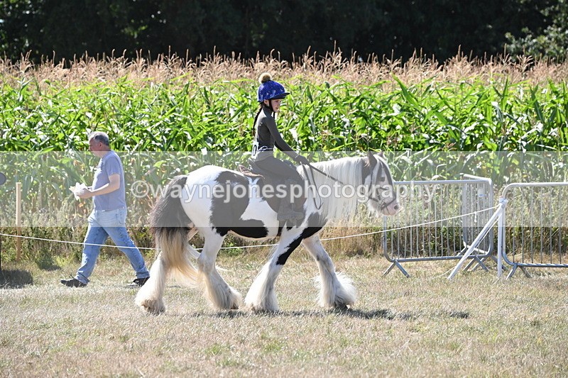 WJ6_8955 - Class 38 Ridden Riding Horse/Pony