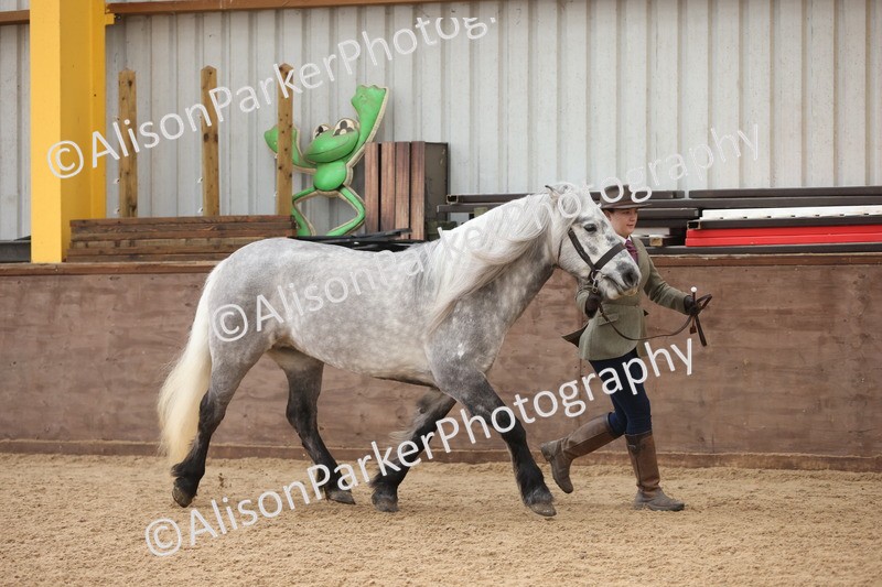 20251109-1030 - Class 28 - Mares 4 Years and over