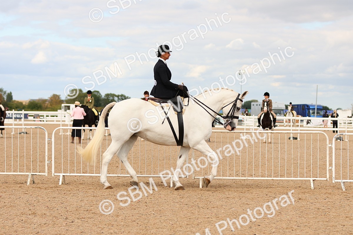 SBM_15885 - Class 216 - Best Side Saddle Horse-Pony