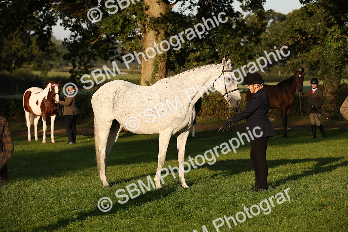 SBM_56905 - S49 - Riding Horse & Hack & Thoroughbred In Hand