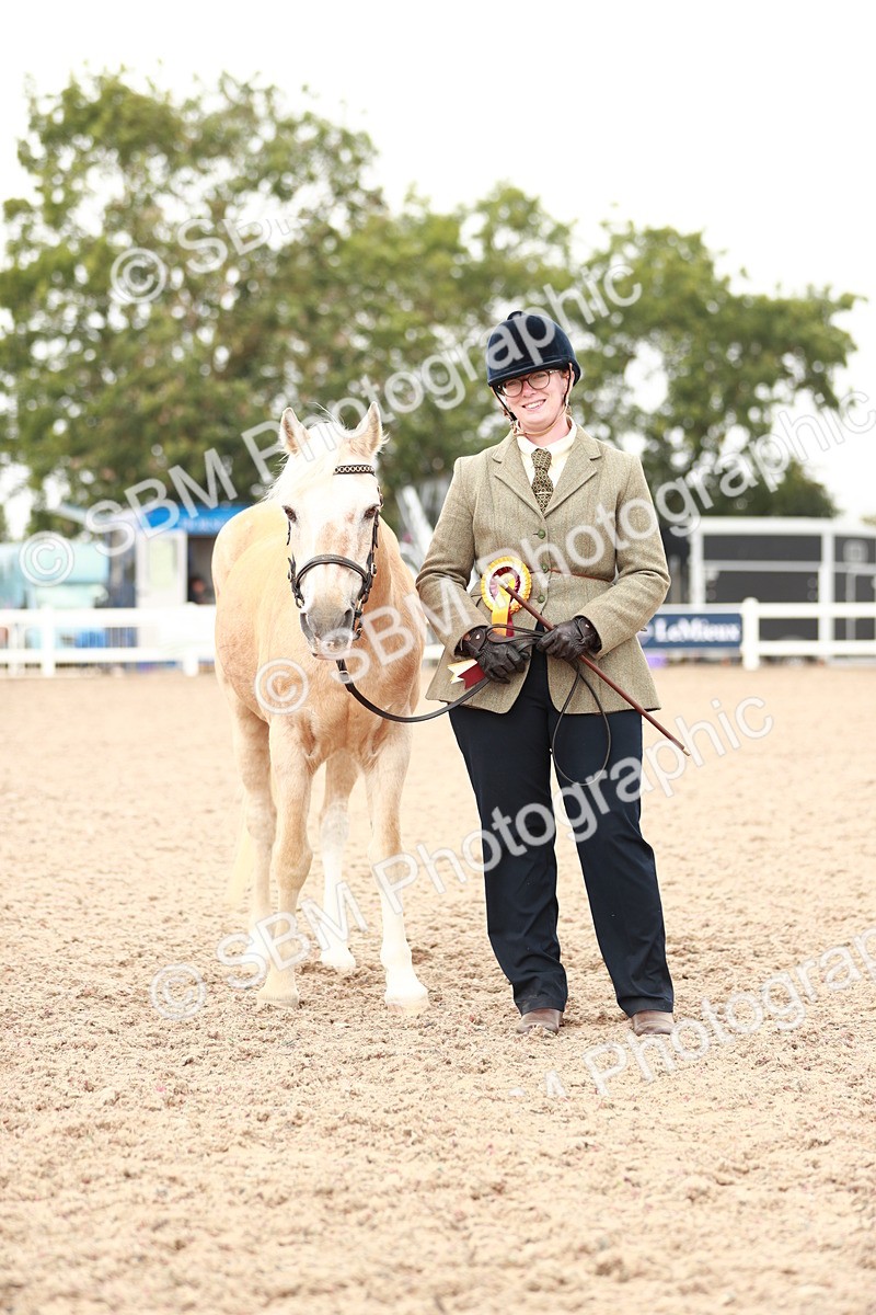 SBM_11922 - Class 206 IH Non Show Type Pony