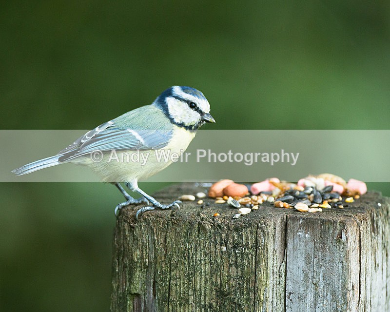 20130928-3K8A6282 - Blue Tit