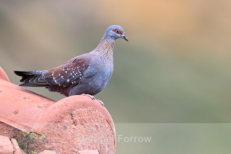 Speckled Pigeon perched on roof, Simon's Town, South Africa - Speckled Pigeon