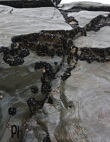 Bedruthan Mussels IMG_3587-Ver - Coastal