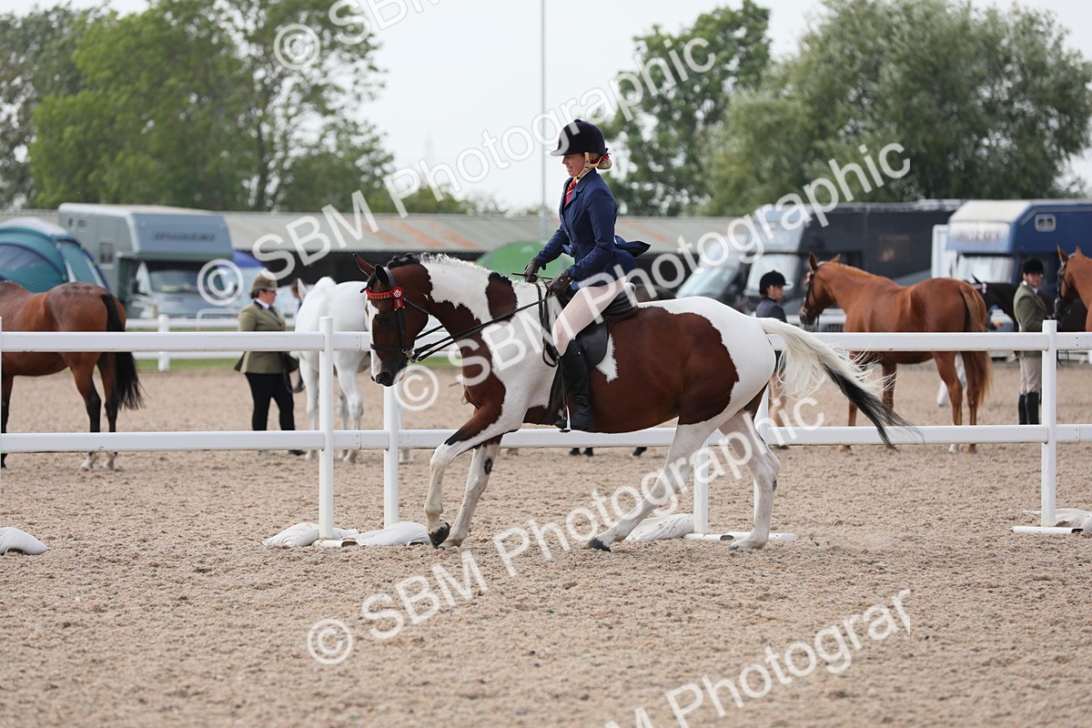 SBM_13453 - Class 308 Ridden Coloured Horse