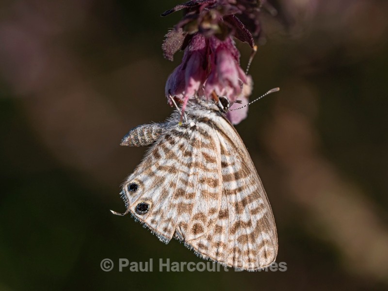 Lang's short-tailed blue (Leptotes pirithous) also Common zebra blue. - Ten Metres from Home 1. (2020)