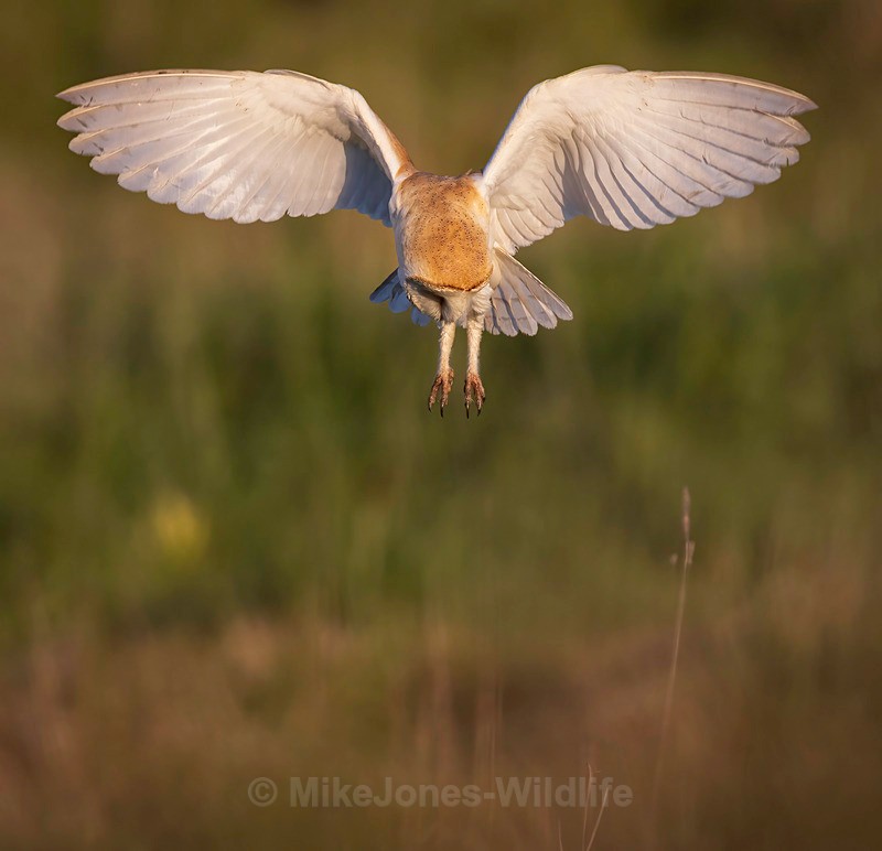BARN OWL 2025 5 - BARN OWLS