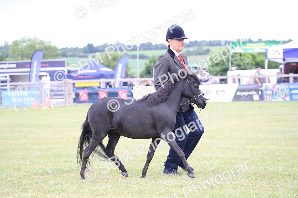 SBM_03518 - Class 23-25 - British Miniature Horse of the Year