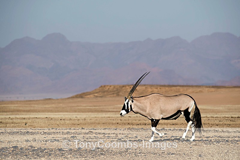 Oryx in Sossusvlei - Deadvlei and Sossusvlei