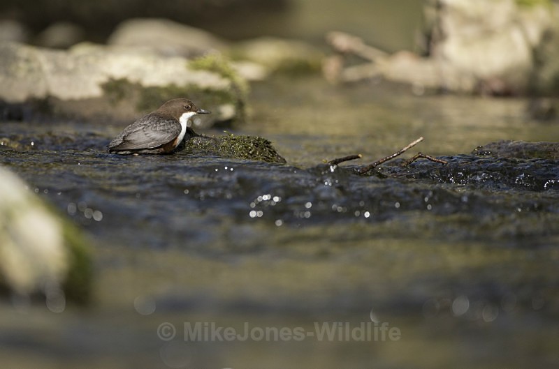 Dippers, North Wales - New Dippers