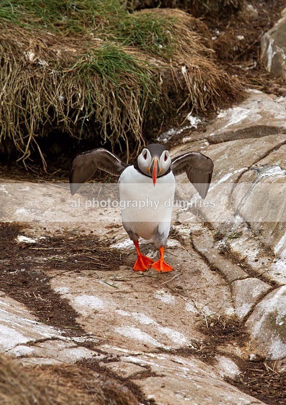 _CNP0650 - Farne Isles