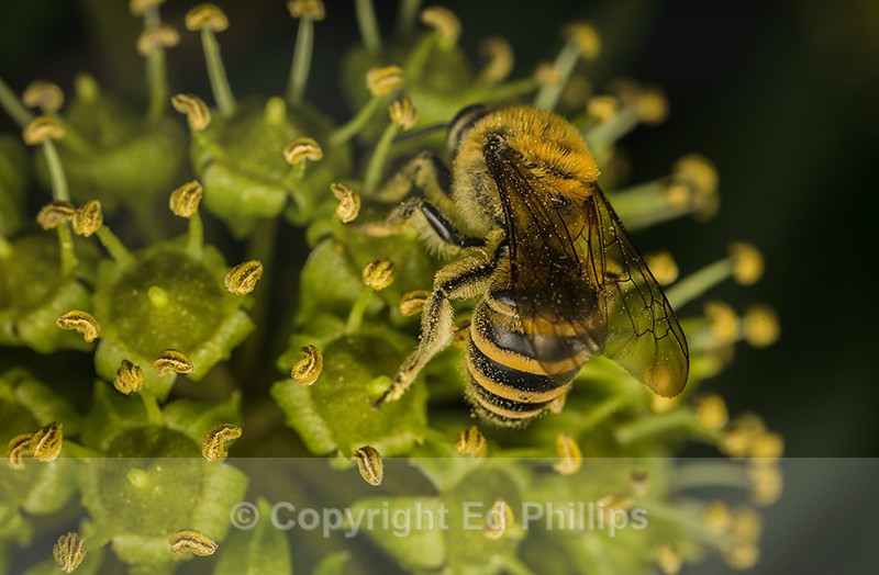 Colletes hederae (f) - Colletes hederae
