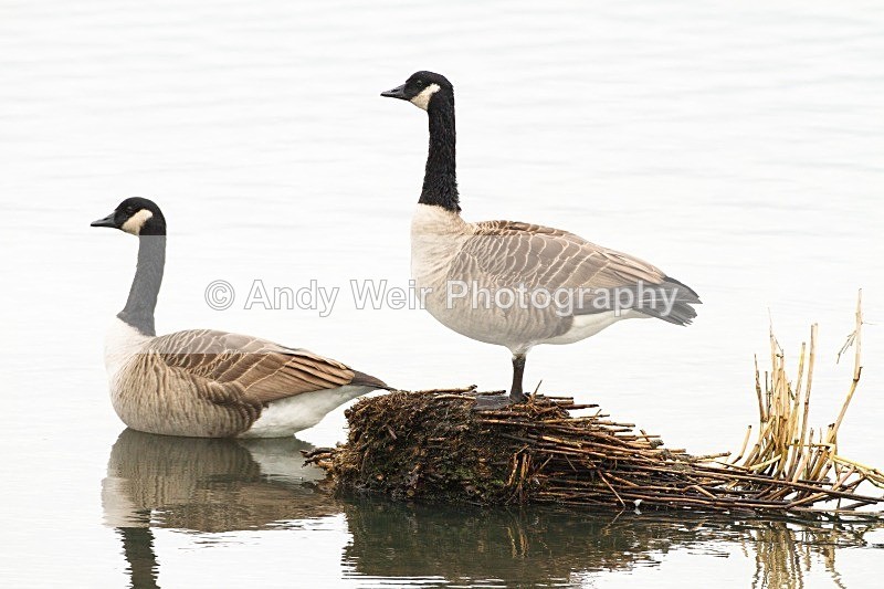 20121001-_MG_0512 - Geese