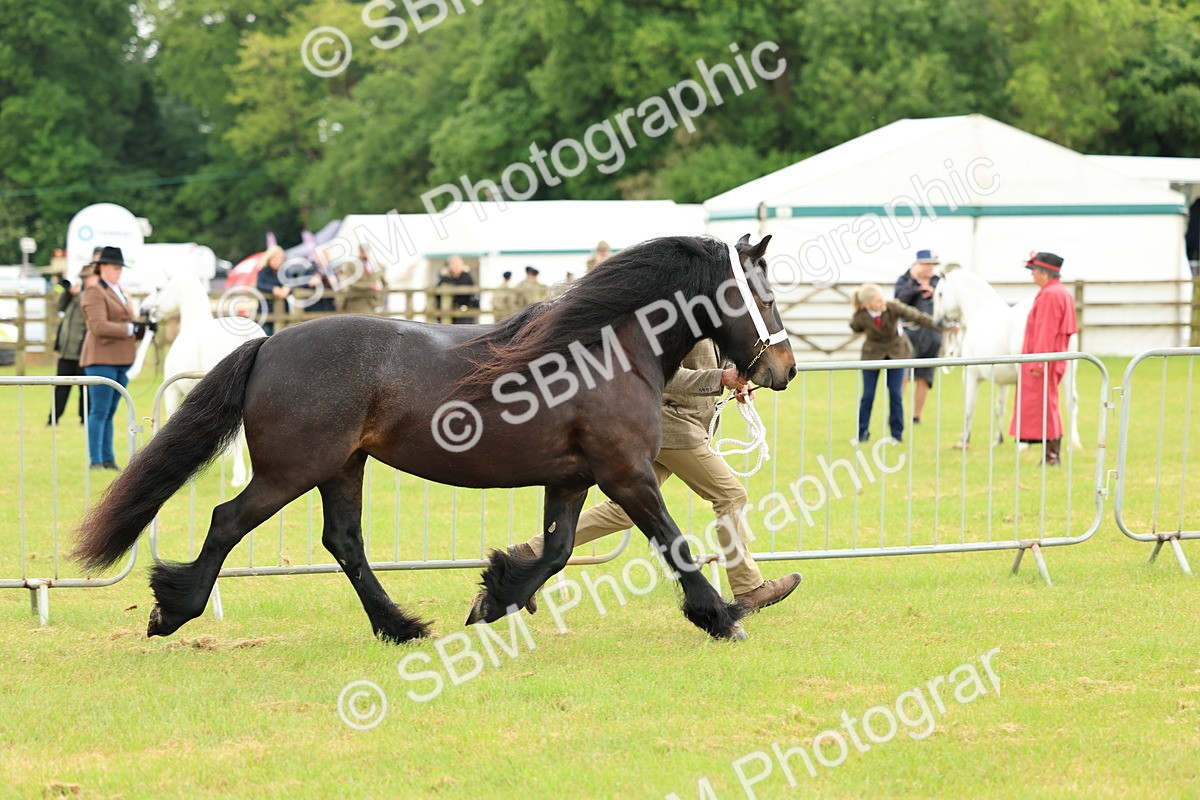 SBM_00484 - Class 58-67 - M&M Non Welsh Pony In hand
